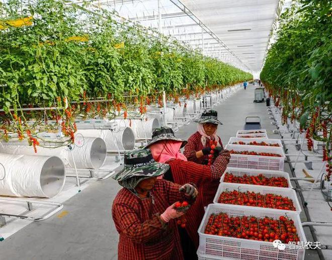 全球温室大棚市场规模有望达到4844亿美元(图5)